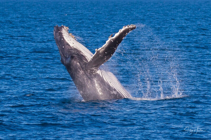 0A3A8144 - 2024 Hervey Bay Whales