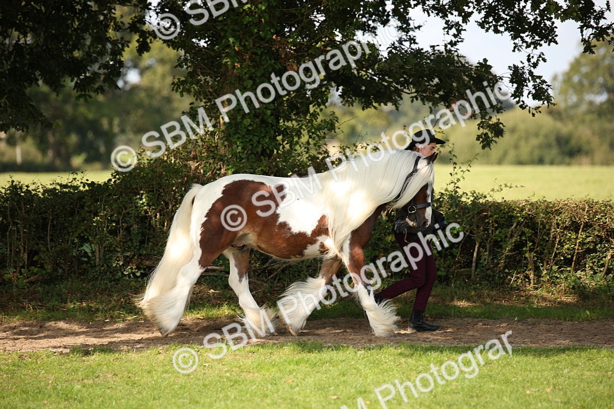 SBM_62206 - S55 - Traditional Cob In Hand