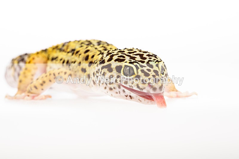 20140120-3K8A8426 - Lizards