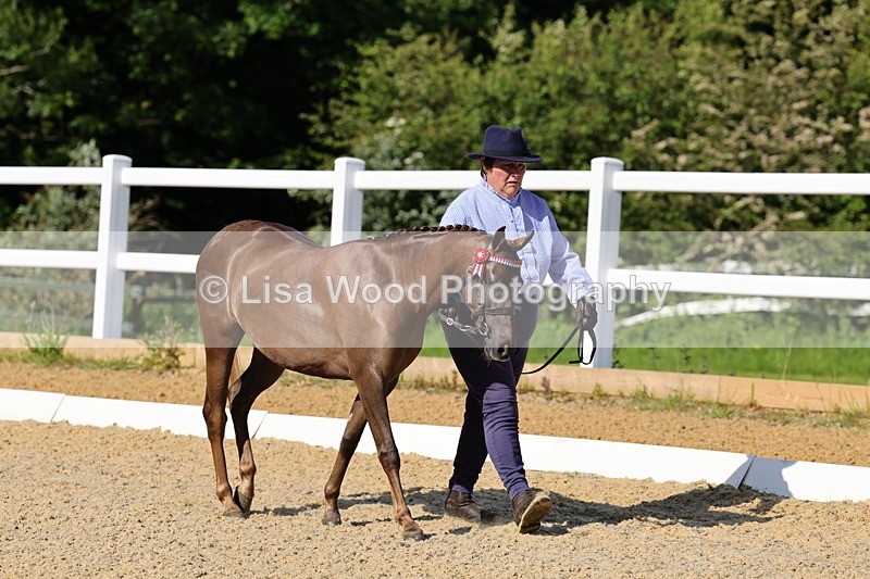 1X9A0592 - Class 3: Youngstock 1, 2, 3 year old not to exceed 153cm