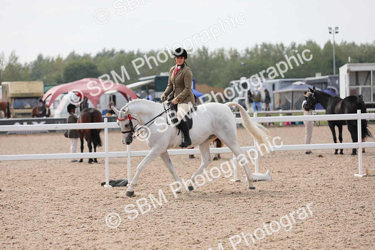 SBM_13407 - Class 308 Ridden Coloured Horse