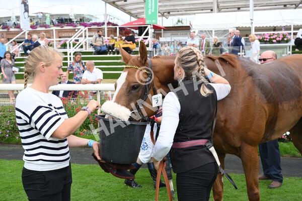 yr04092022r3-50 - Race 3 2.55pm The Elevator Company Garrowby Stakes