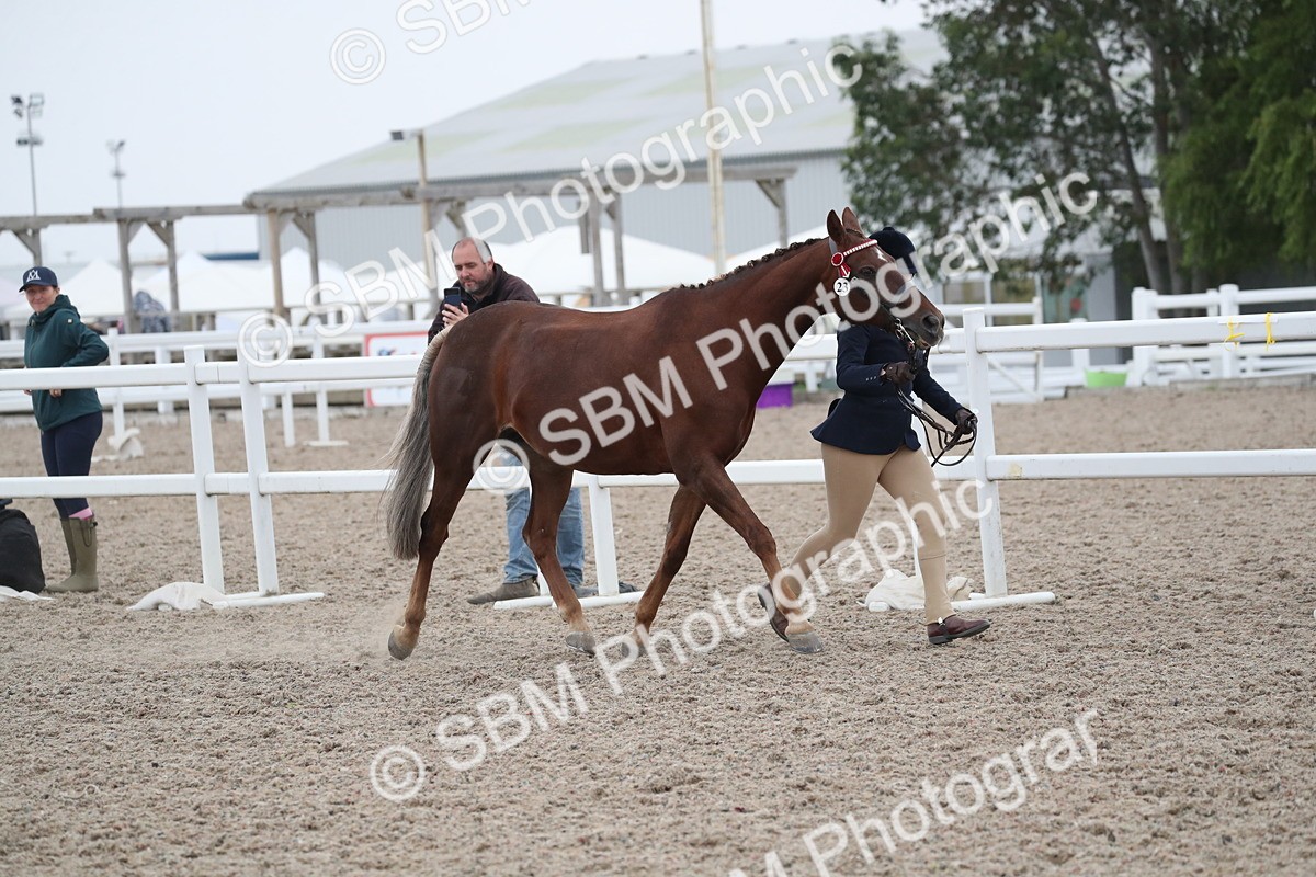 SBM_18351 - Class 318 IH Part bred Horse/Pony