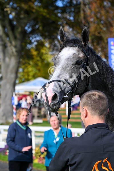 111025-Race 2-Grey Cuban-0305 - Race 2 Coral 'Pipped At The Post' Handicap at York