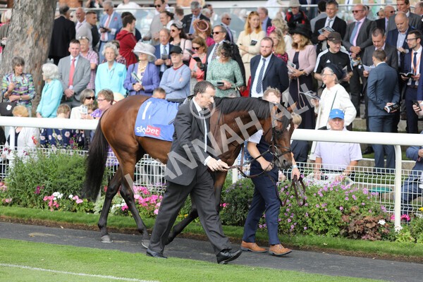 yr17082022r3-3 - Race 3 3.00pm Sky Bet Great Voltigeur Stakes