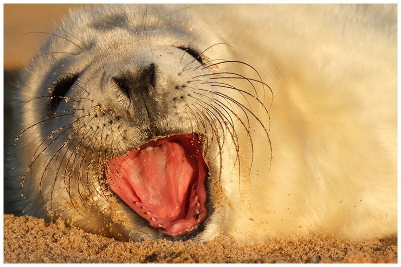 Yawning with Laughter - The British Wildlife Photography Awards 2009 to 2014