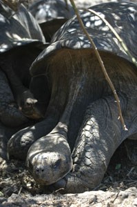  - Galapagos Islands