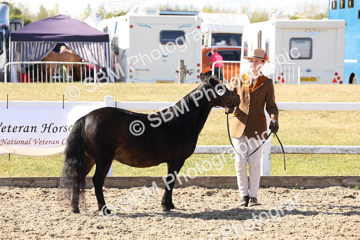 SBM_12893 - Class 206 - IH Non Show Type Pony