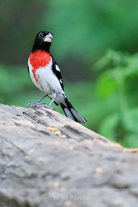 Rose-breasted Grosbeak (male), Minnesota, USA - Rose-breasted Grosbeak