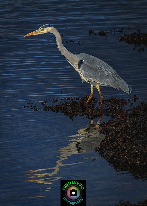 BBH-07-Poised! - Heron