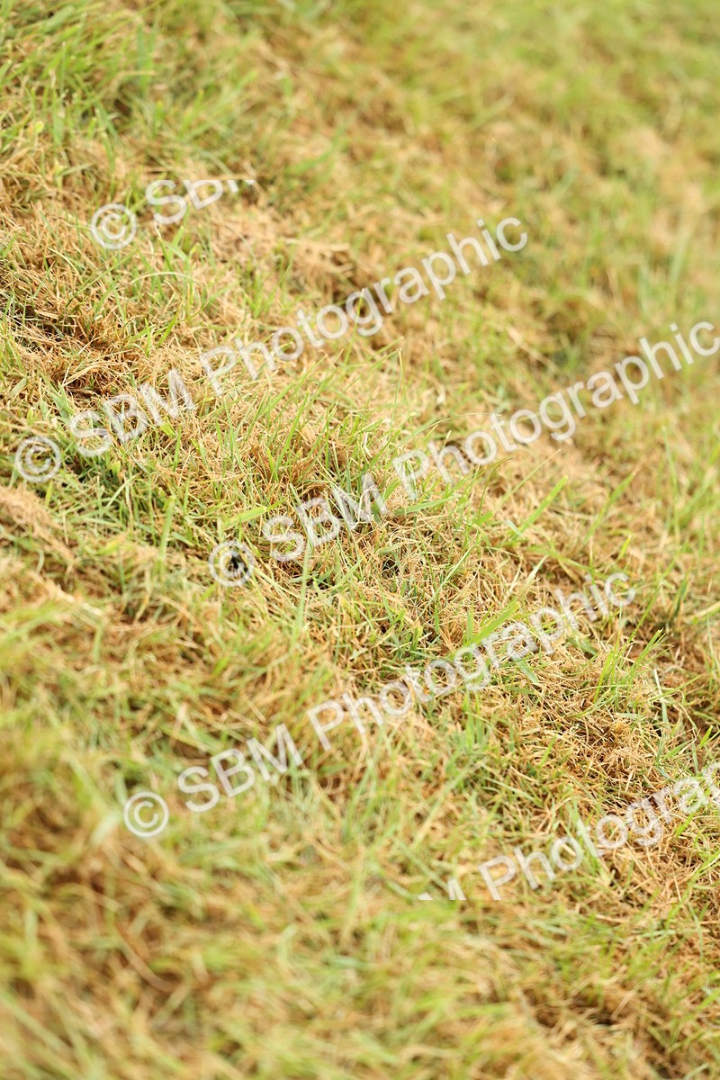 SBM_02238 - Class 50-57 - M&M Welsh Pony In Hand