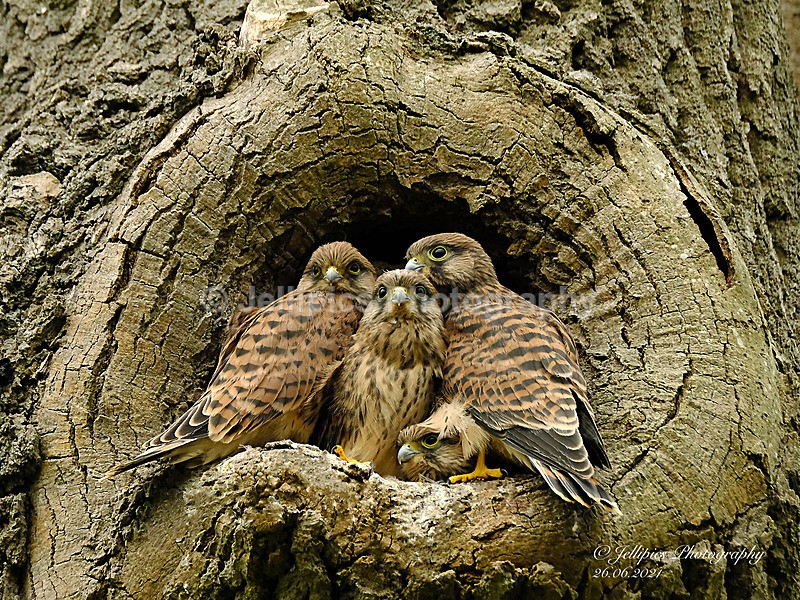  - Wildlife and Nature