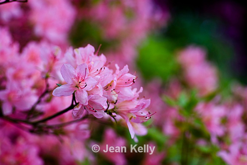 Pink Rhododendron - DSC_7143_00007 - Pink