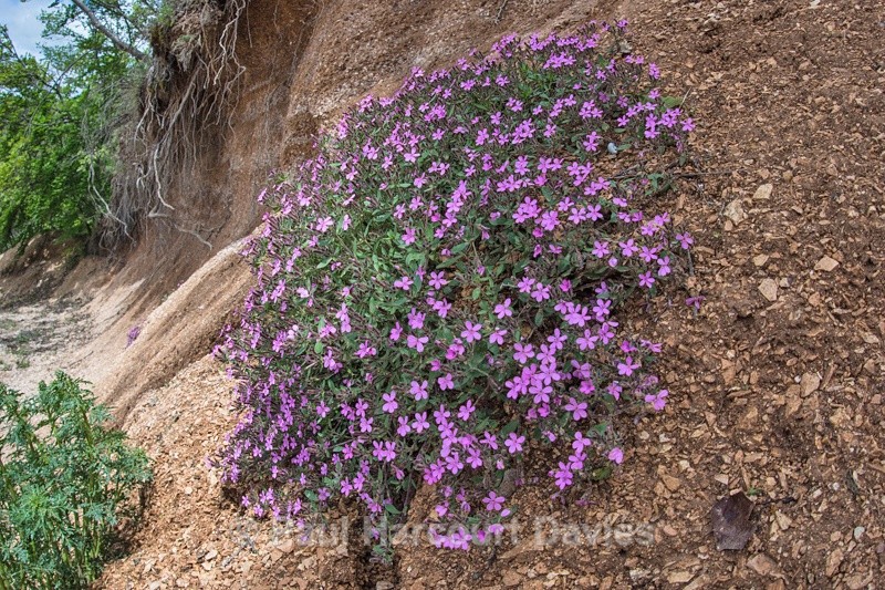  - Plants: wide-angle