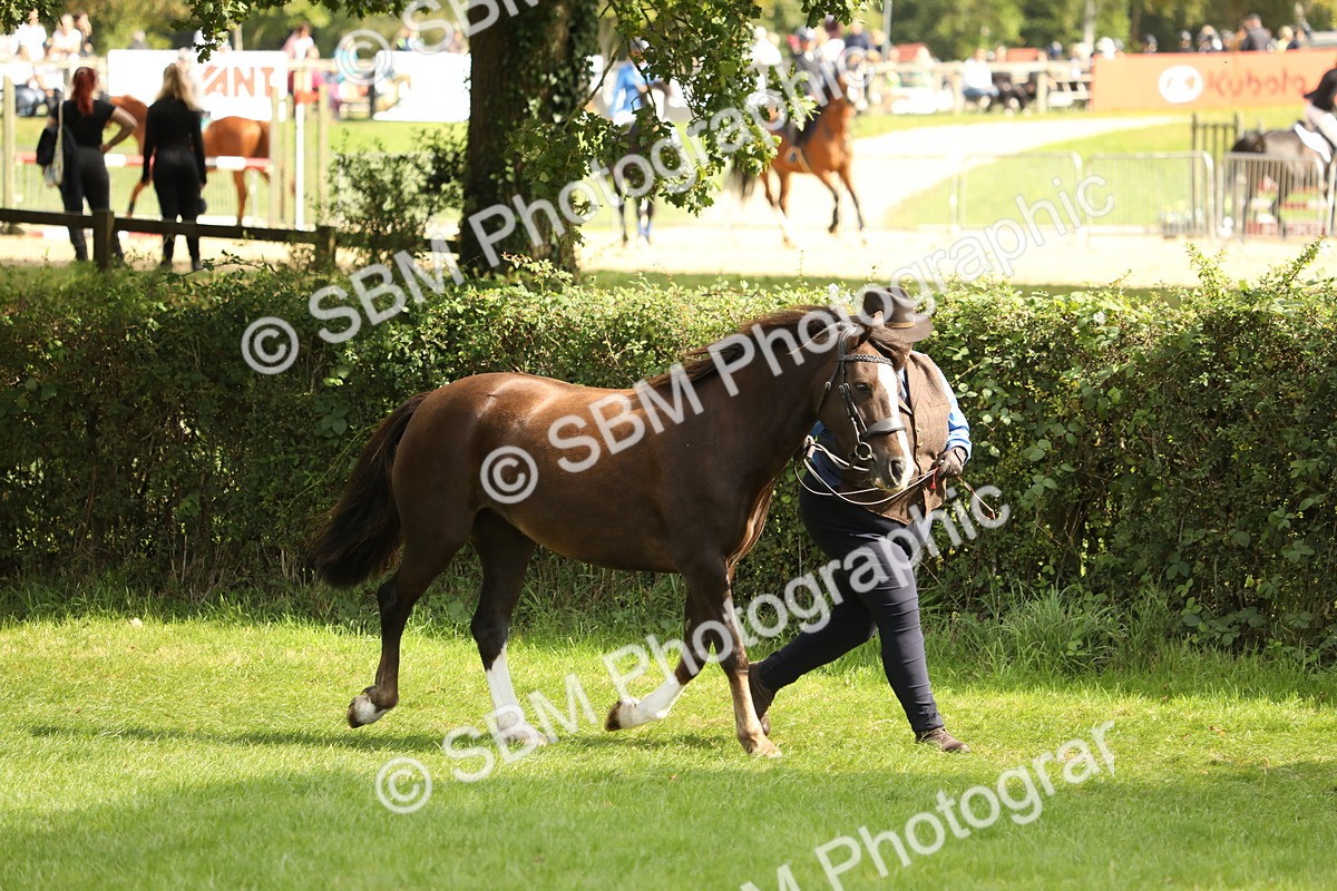 SBM_65370 - S47 - Mountain & Moorland In Hand Large Breeds