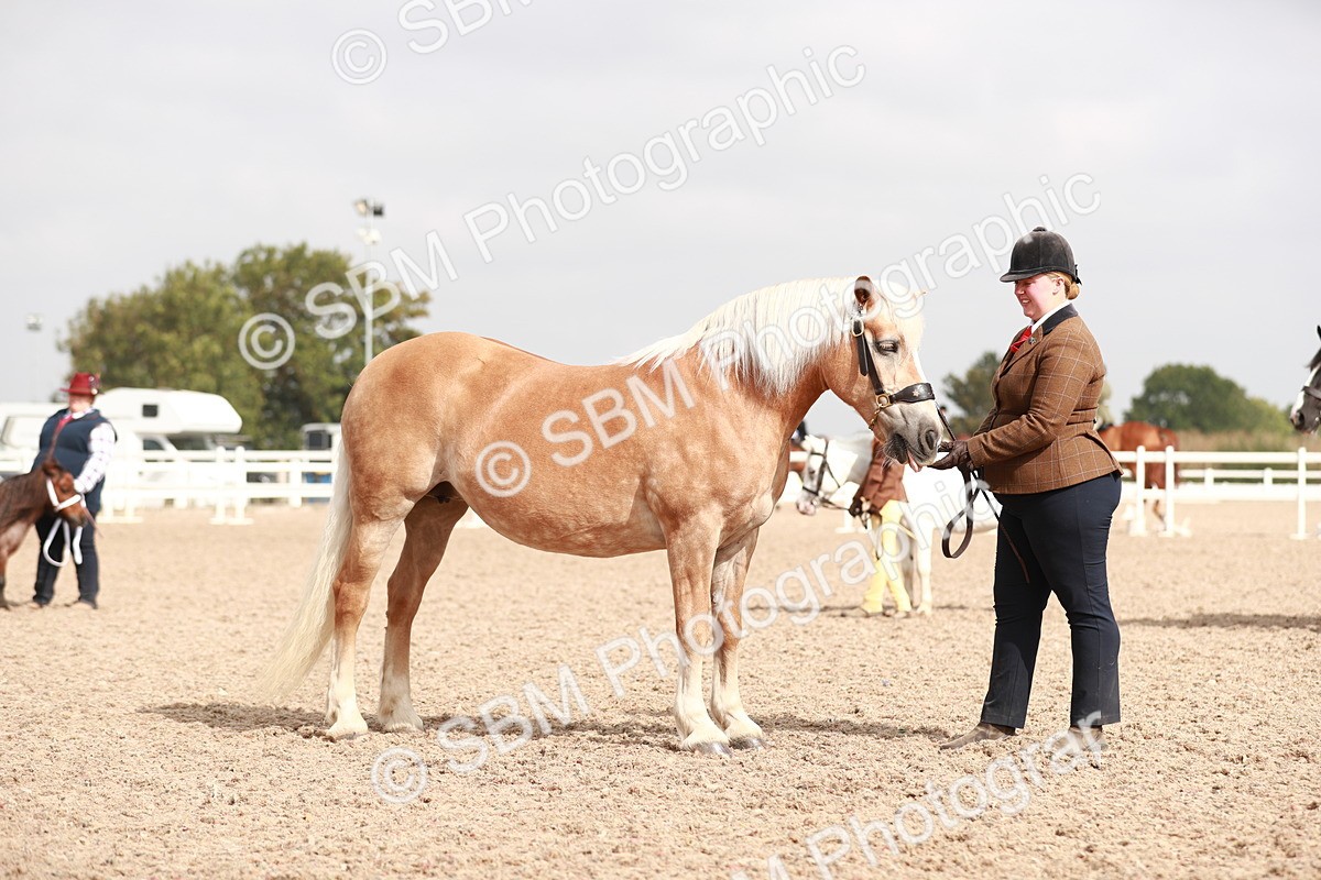SBM_11855 - Class 206 IH Non Show Type Pony