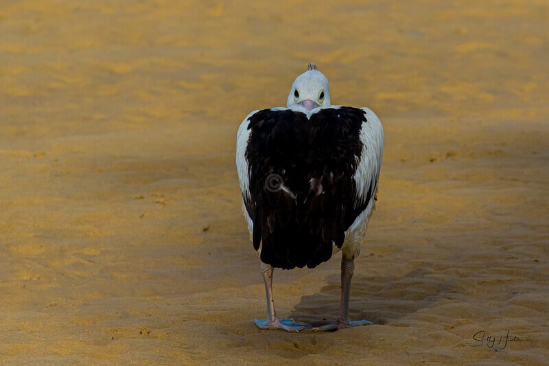 Single Pelican resting. 0A3A6341 - Pelicans