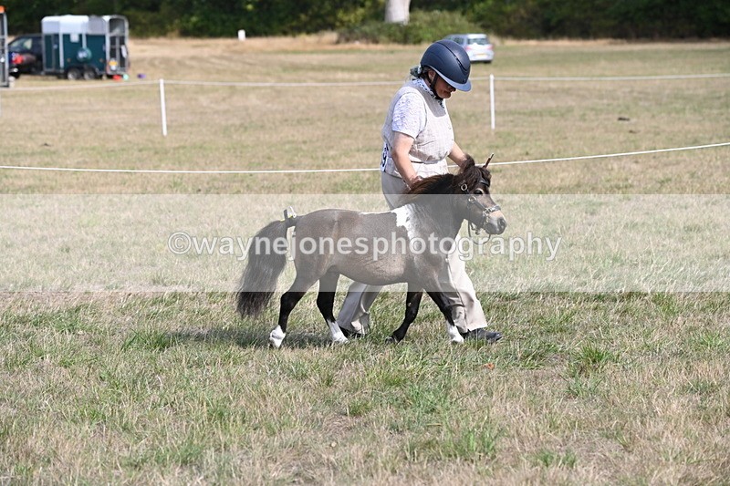 WJ6_6824 - Class 21 Shetland & Mini Horses