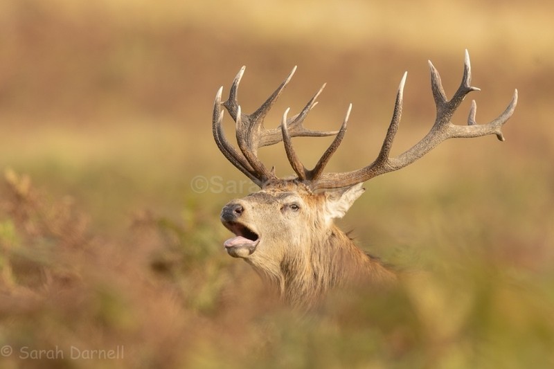  - Deer for Graham