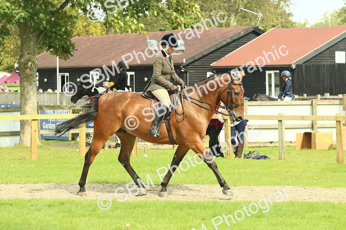 SBM_66708 - S34 - Rehabilitated Rescue Horse & Pony In Hand & Ridden