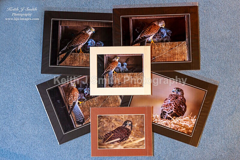 0SKJ9335 - Mounted prints for sale.