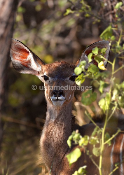Female Kudu - Botswana