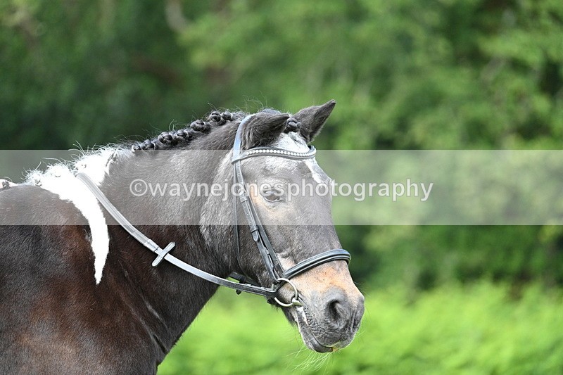 WJ7_1677 - Class 11 Condition & Turnout