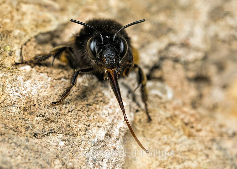Anthophora  plumipes (f) - Anthophora plumipes