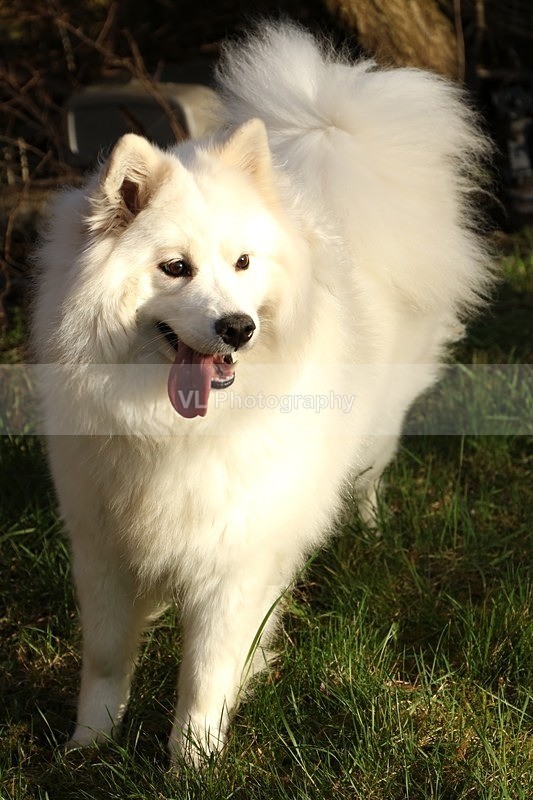 Samoyed - Animals and Birds