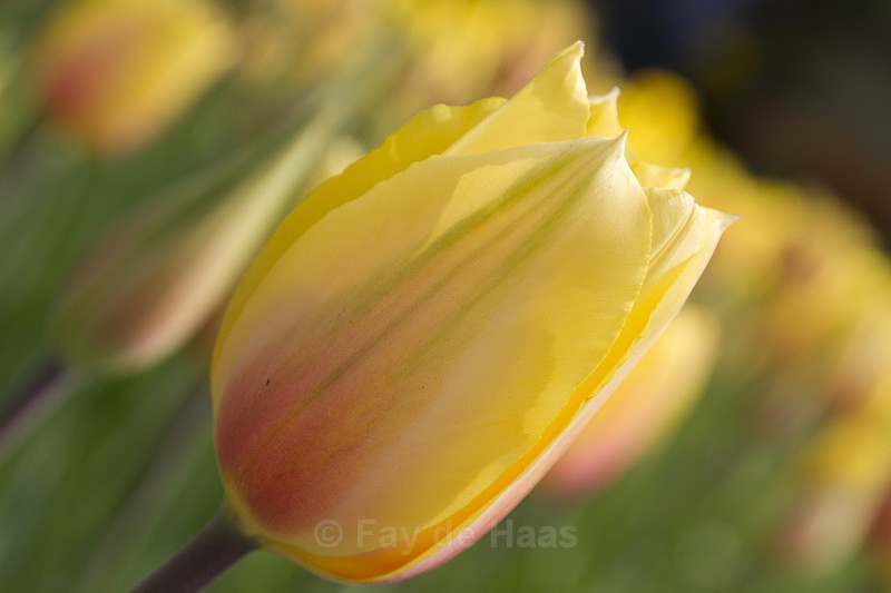  - Spring's Delights
