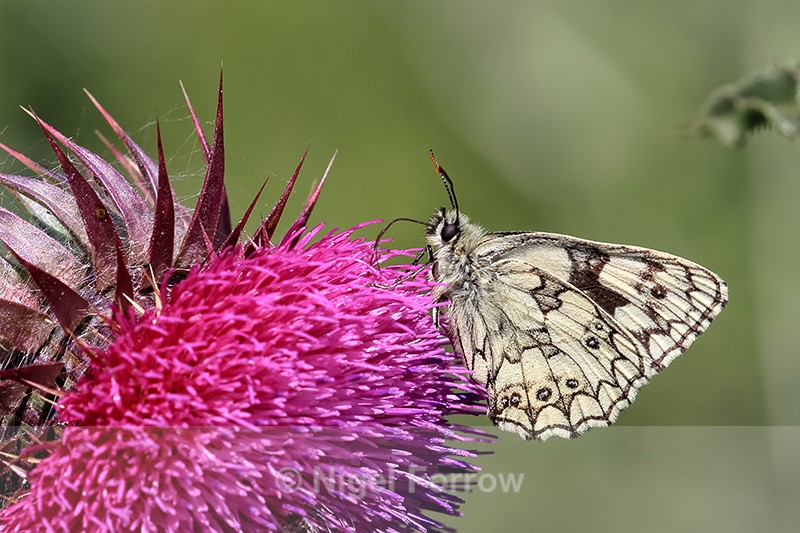 Marbled White feeding on Musk Thistle, Seacombe Bottom, Dorset - INSECTS