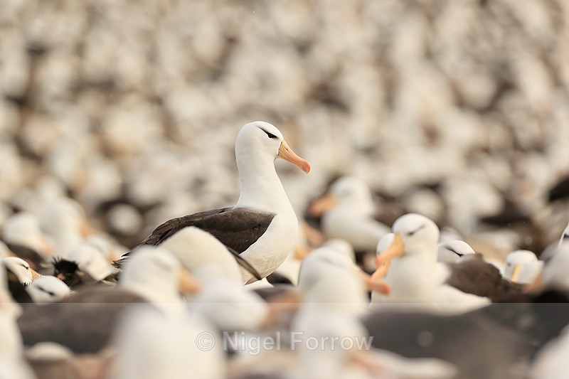 Black-browed Albatross standing above colony, Falklands - Black-browed Albatross
