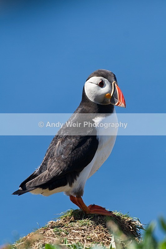 20120531-_MG_9831 - Puffin