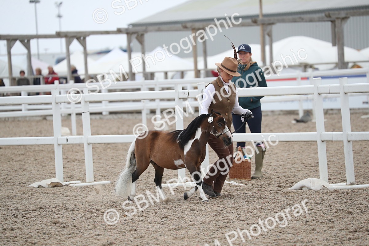 SBM_17935 - Class 317 IH Pure bred Horse/Pony