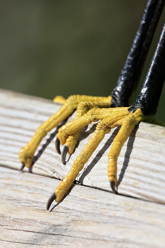 Snowy Egret feet close-up, Gatorland, Orlando, Florida - Snowy Egret