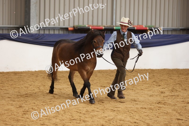 20260913-1718 - Class 115 - Gelding 4years and over