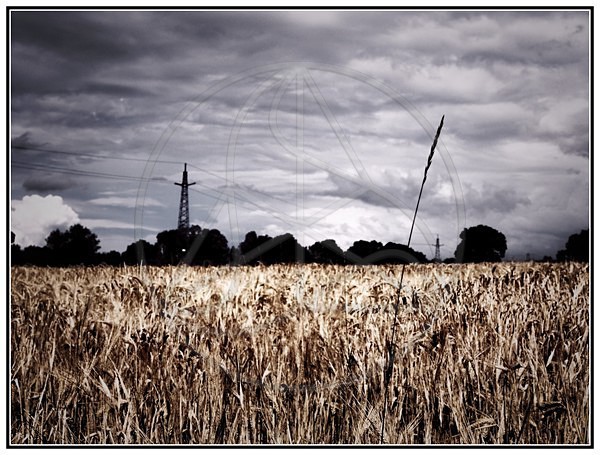 Field_of_Power - Everything Else
