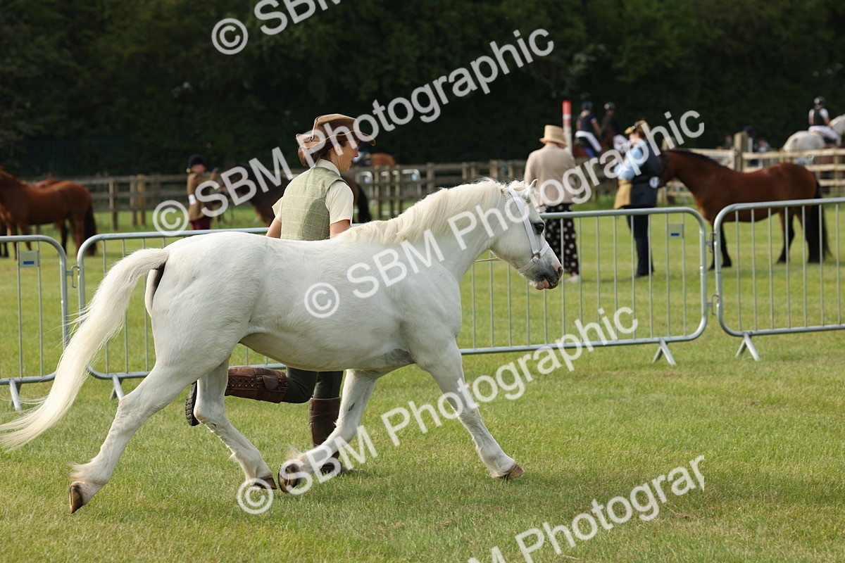 SBM_00510 - Class 6-13 - Mountatin and Moorland In Hand Welsh Breeds