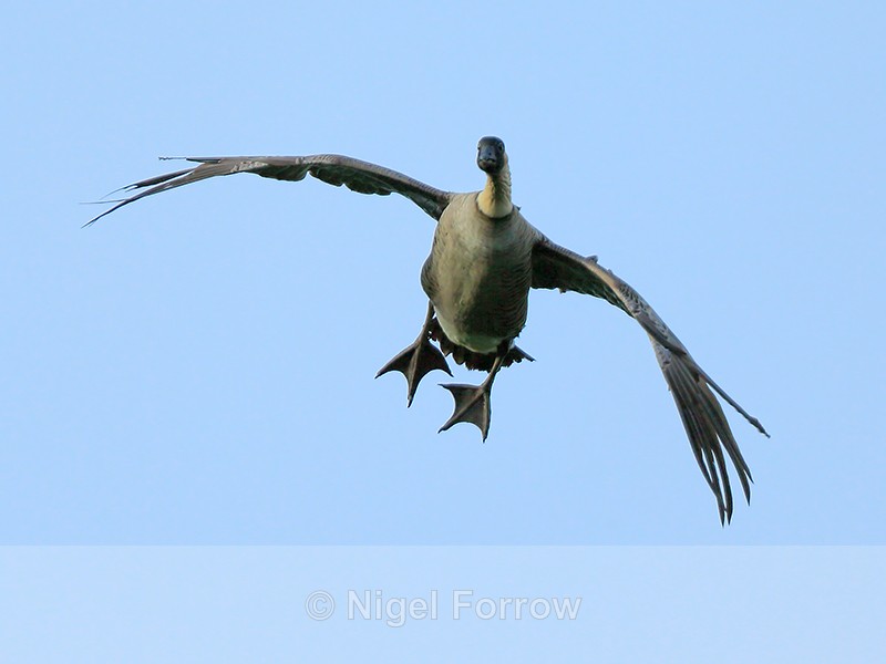 Hawaiian Goose on landing approach, Kilauea Point, Kauai - Hawaiian Goose