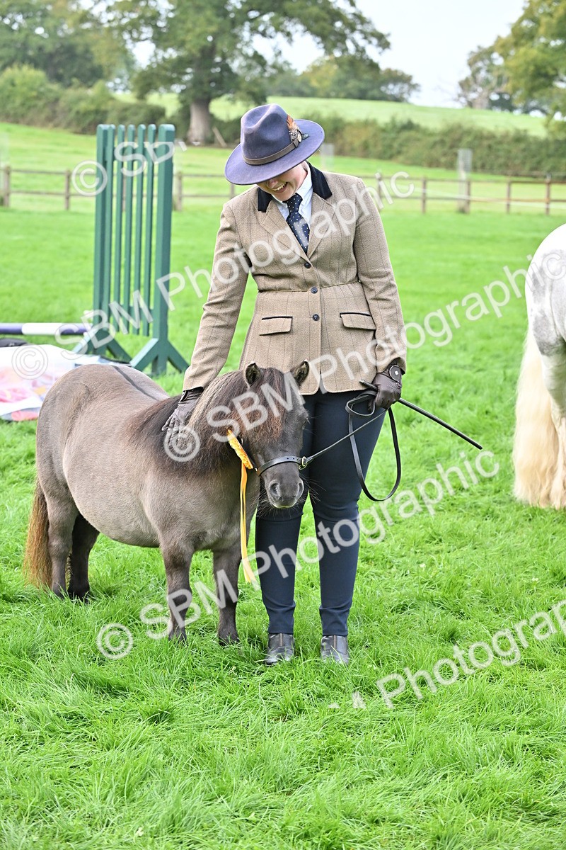 SBM_56981 - S45 - Coloured Pony In Hand