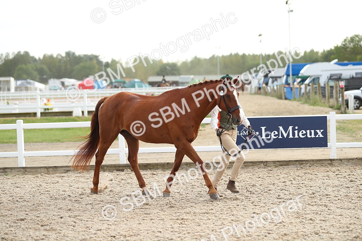SBM_08550 - Class 28 - IH Veteran Horse