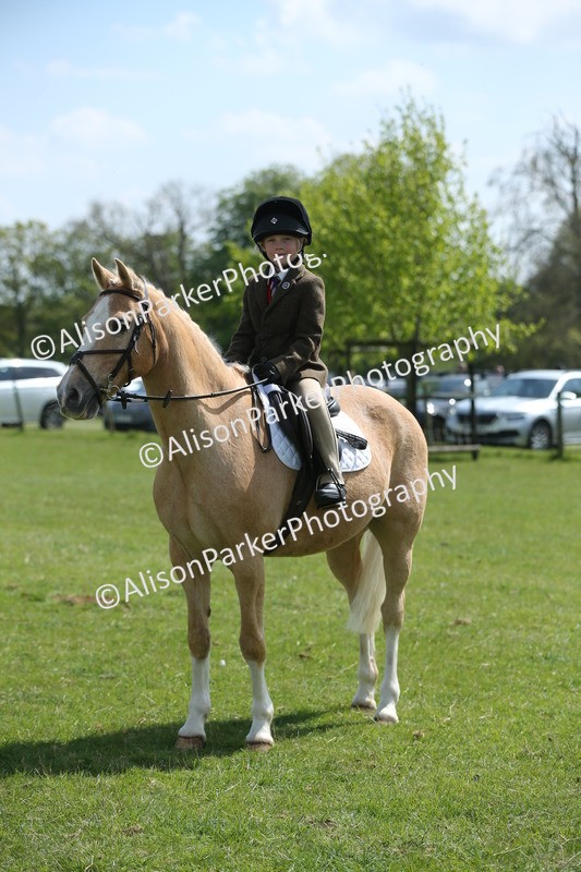 20250427-3430 - Class 8 - Handsomest Gelding