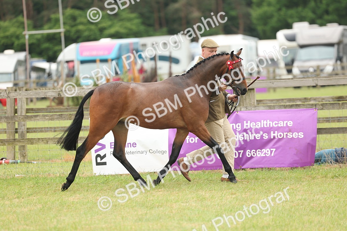 SBM_05401 - Class 68-73 - Riding Pony Breeding