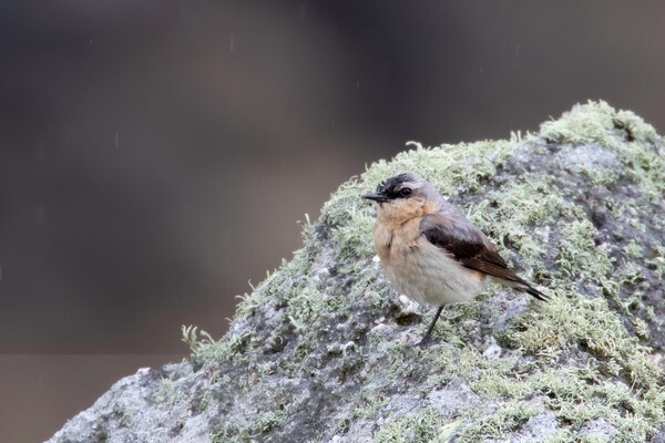  - Birds of Britain and Europe