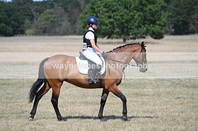 WJ7_1184 - Class 41 Prettiest Mare