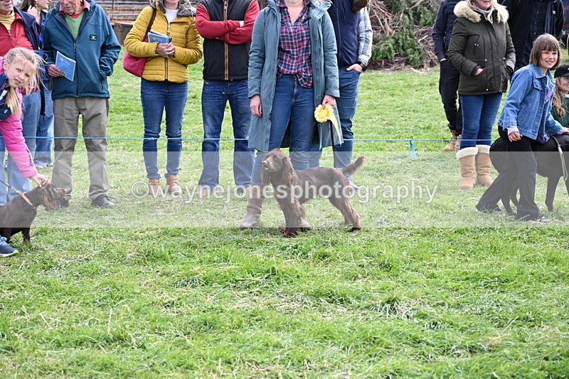 WJ6_9118 - Class 8 Best Working / Gun Dog or Bitch
