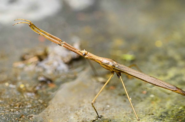 Freshwater stick insect - Freshwater Life