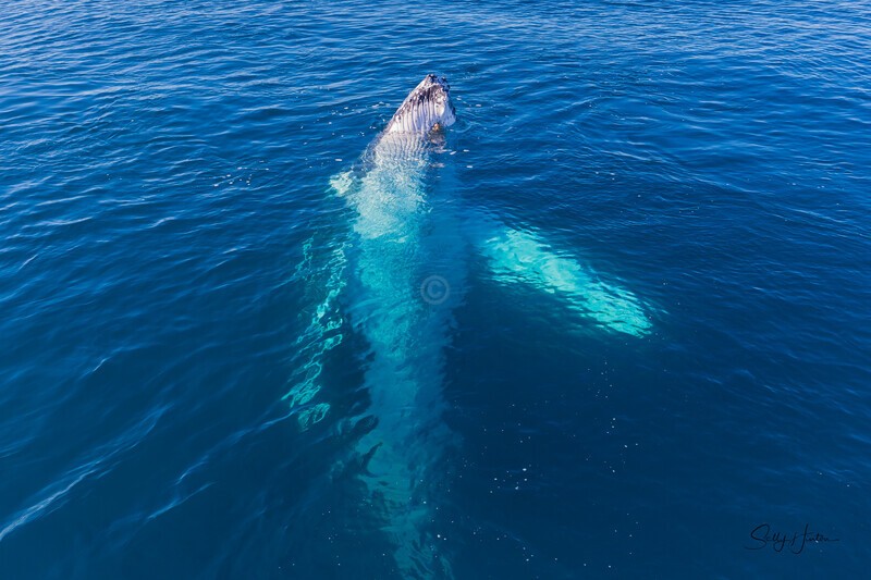 Just Hanging 1 _16A7538 - Humpback Whales