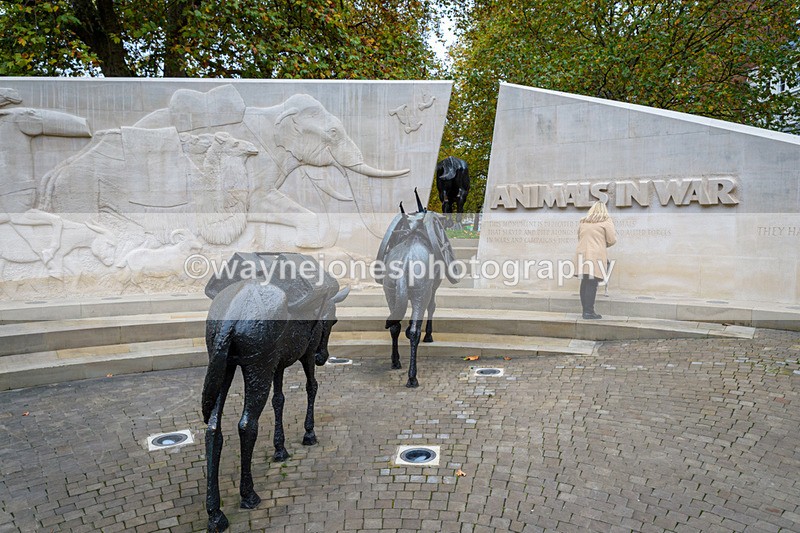 NGP_8096 - 2024 Animals in War Remembrance Gathering