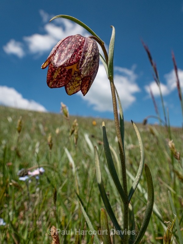 Mountain fritillary (Fritillaria montana )  - Gargano - Wild Flowers